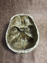 Load image into Gallery viewer, Skull Bowl - Male
