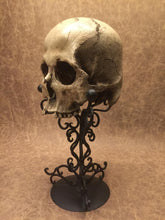 Load image into Gallery viewer, Replica - Deformed Human Skull
