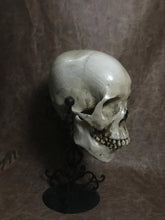 Load image into Gallery viewer, UnCarved Female Skull