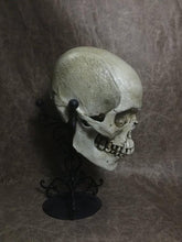 Load image into Gallery viewer, UnCarved Male Skull