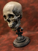 Load image into Gallery viewer, Uncarved Male Skull 2