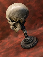 Load image into Gallery viewer, Uncarved Male Skull 2
