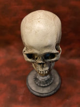 Load image into Gallery viewer, Uncarved Male Skull 2