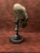 Load image into Gallery viewer, Peruvian Skull