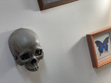 Load image into Gallery viewer, Wall Hung - Male Uncarved Skull